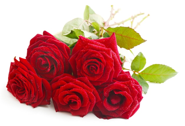 Belle rose rosse, isolate su bianco