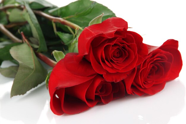 Belle rose rosse isolate su bianco