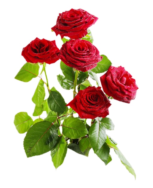 Belle rose rosse isolate su bianco