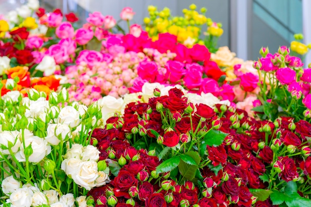 Belle rose rosse. Sfondo naturale festivo floreale.