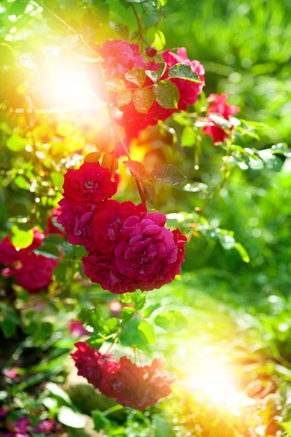 Belle rose rosse su sfondo soleggiato