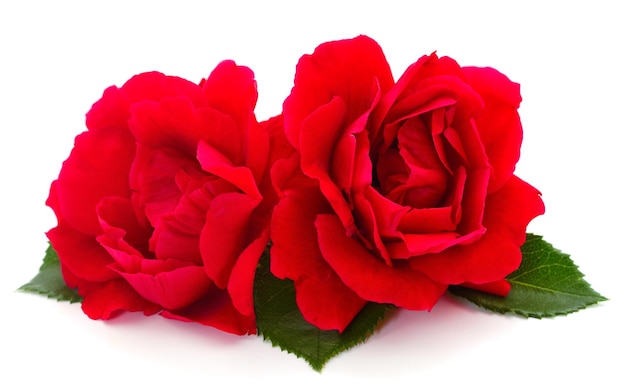 Belle rose rosse