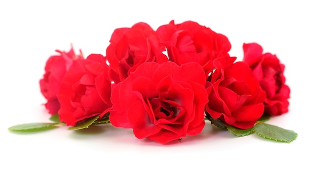 Belle rose rosse