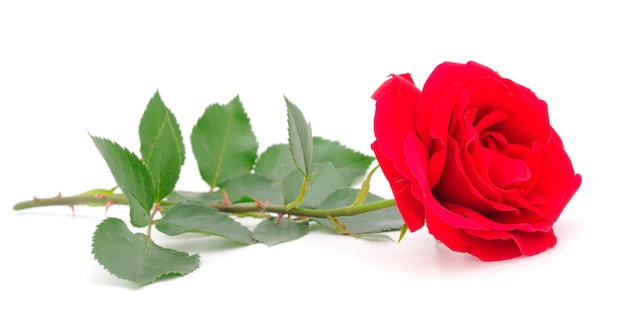 Belle rose rosse