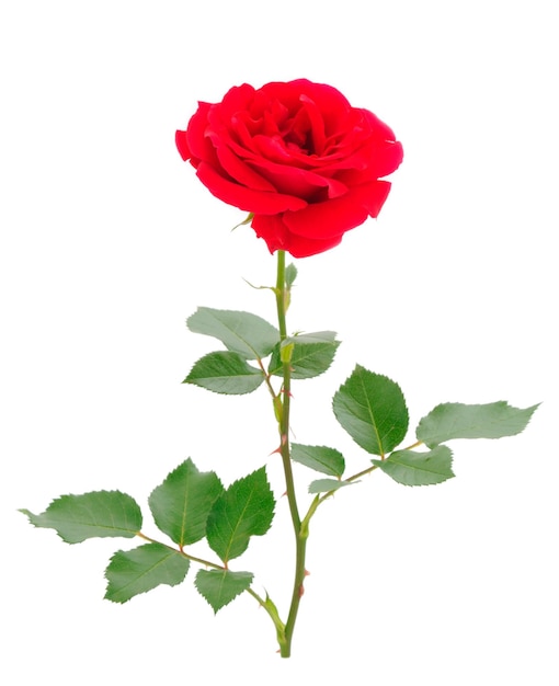 Belle rose rosse