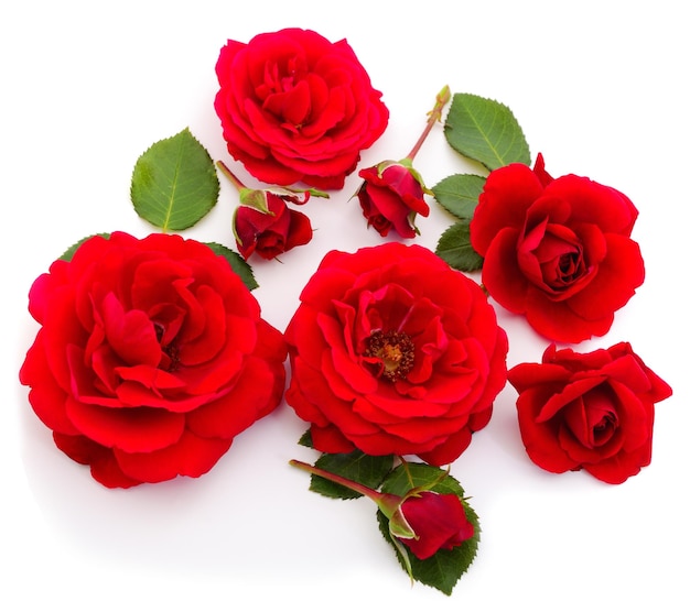 Belle rose rosse