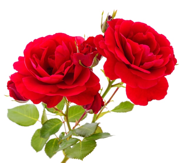 Belle rose rosse