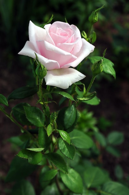 Belle rose sul cespuglio verde