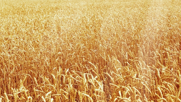 Belle spighe di campo di grano in giornata di sole