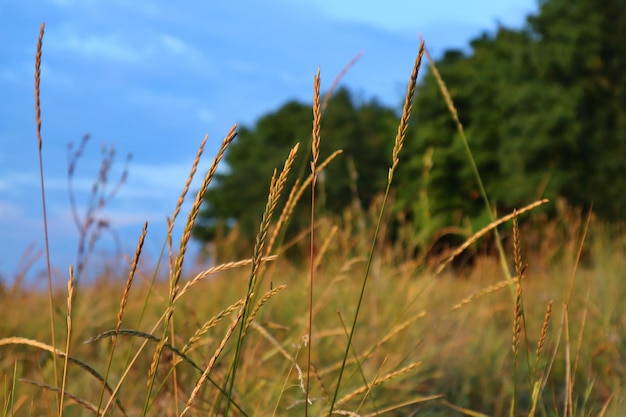 Belle spighette d'erba, campo