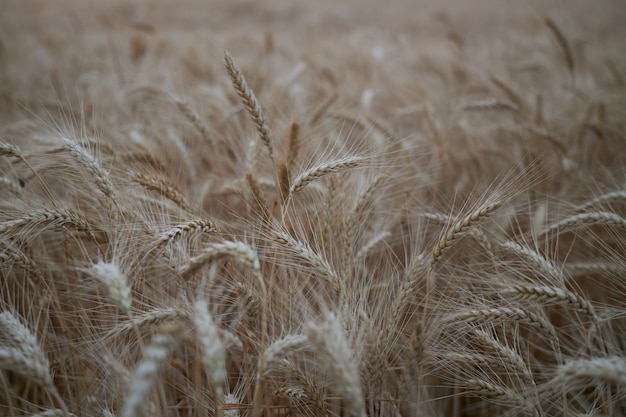 Belle spighette di grano maturo crescono su un campo