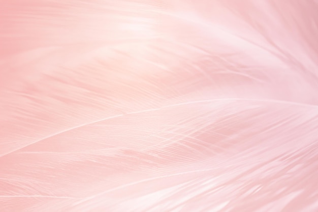 Belle tendenze di colore rosa morbido modello di piume consistenza sullo sfondo con luce arancione
