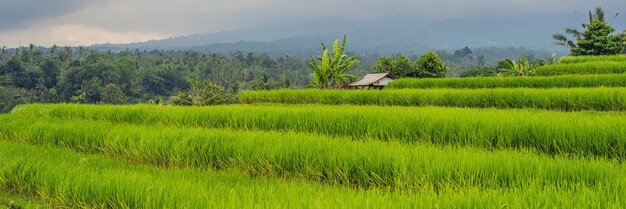 Belle terrazze di riso Jatiluwih sullo sfondo dei famosi vulcani di Bali, Indonesia BANNER, formato lungo