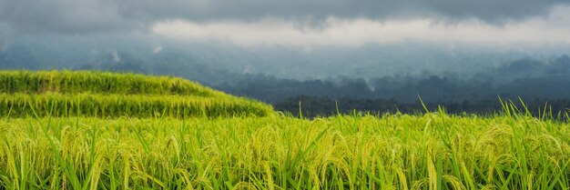 Belle terrazze di riso Jatiluwih sullo sfondo dei famosi vulcani di Bali, Indonesia BANNER, formato lungo