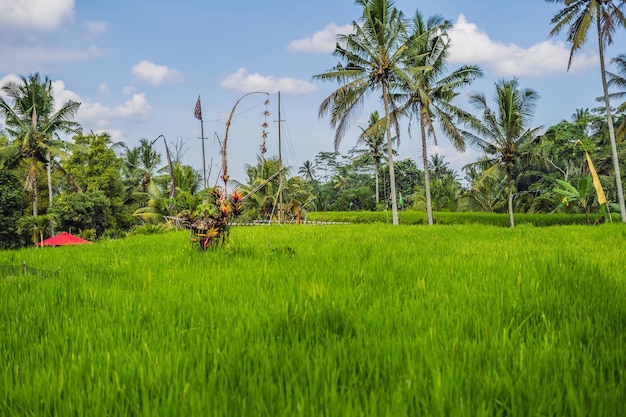 Belle terrazze di riso pendii vulcanici ben irrigati, Ubud, Bali.