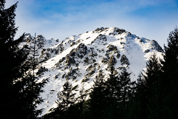 Belle vette e alberi innevati