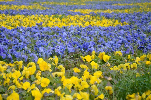 Belle viole del pensiero sboccianti viola e gialle in primavera