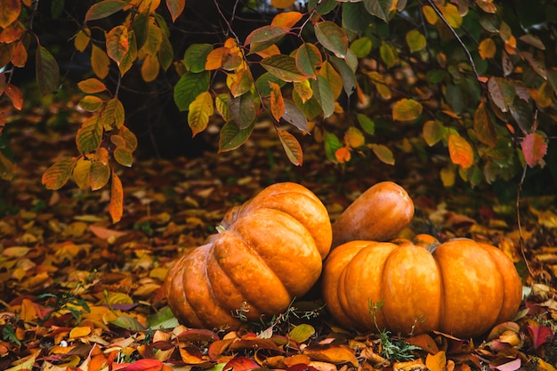 Belle zucche mature nel giardino sotto un albero con foglie gialle