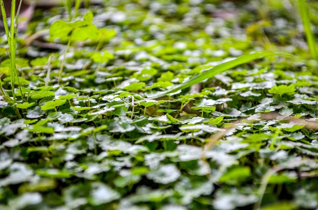 belleza verde