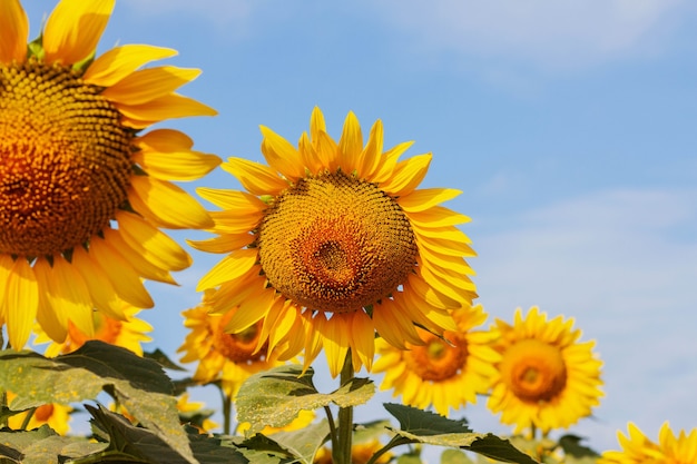 bellezza dei girasoli con il cielo