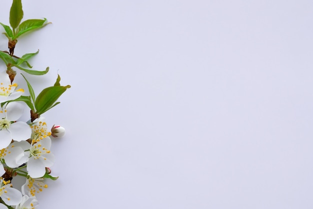 Bellezza del fiore di ciliegio bianco su carta bianca