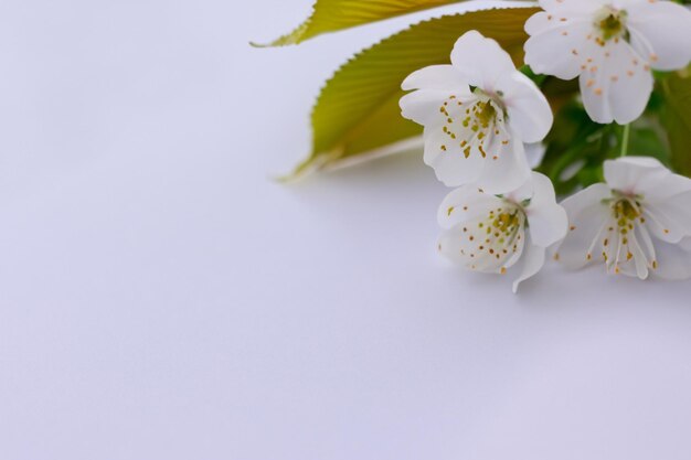 Bellezza del fiore di ciliegio bianco su carta bianca