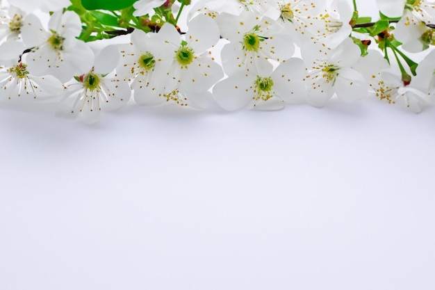 Bellezza del fiore di ciliegio bianco su carta bianca