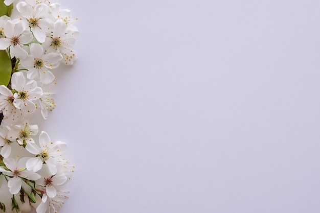 Bellezza del fiore di ciliegio bianco su carta bianca