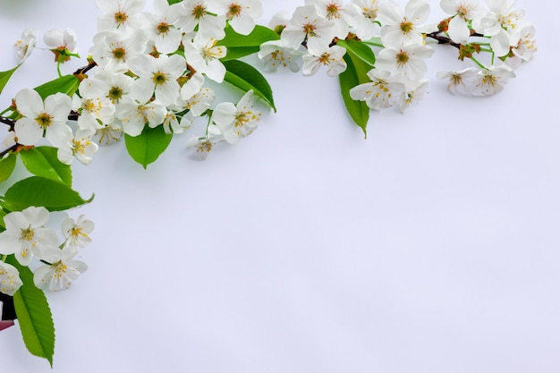 Bellezza del fiore di ciliegio bianco su carta bianca