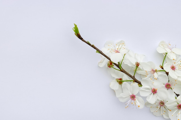 Bellezza del fiore di ciliegio bianco su carta bianca