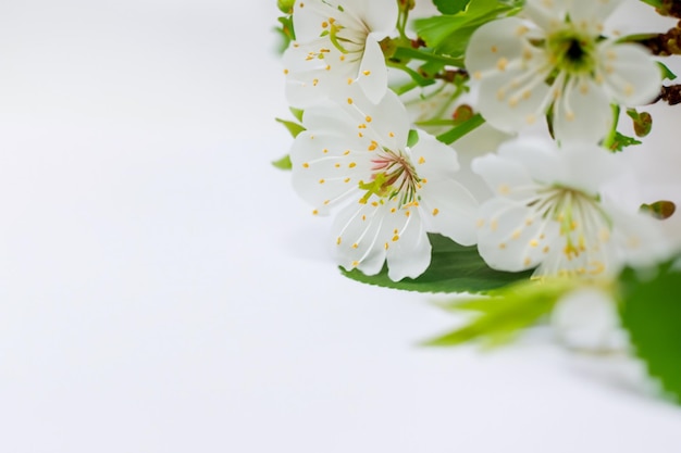 Bellezza del fiore di ciliegio bianco su carta bianca