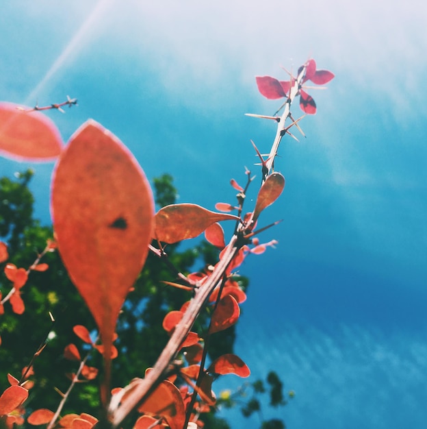 Bellezza della natura ambiente ecologia piante e concetto di giardinaggio