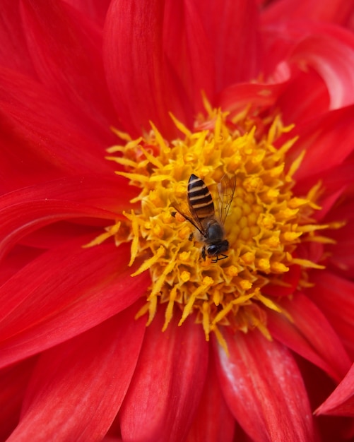 Bellezza di margherite rosse. Un posatoio di scarabeo sulla corona di fiori.