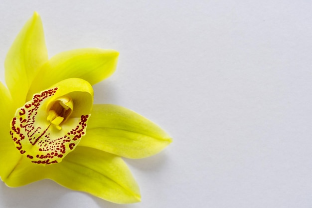 Bellezza elegante orchidea gialla su carta bianca