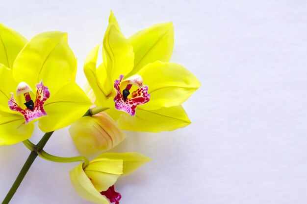 Bellezza elegante orchidea gialla su carta bianca