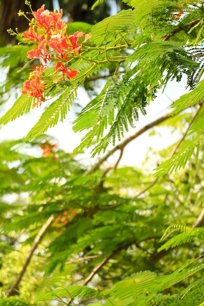 bellezza fiori rossi foglie verdi nel giardino