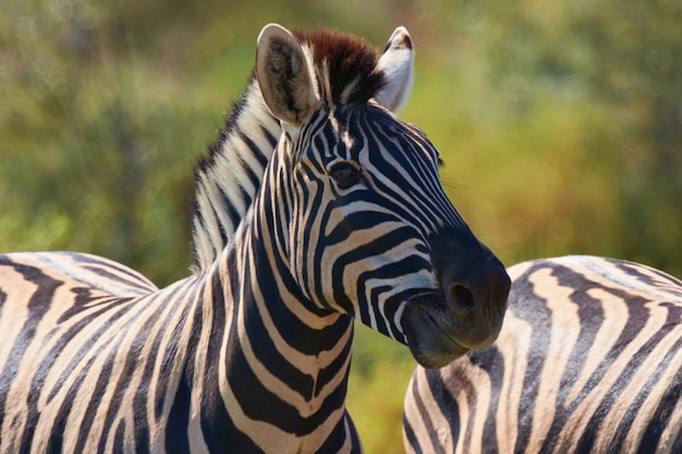 Bellezza in bianco e nero della natura selvaggia. Inquadratura di due zebre che pascolano allo stato brado.