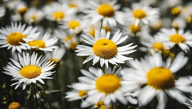 Bellezza in fiore Cosmos Fiori