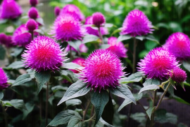 Bellezza in fiore Foto accattivanti di bottoni di scapolo e fiori di pesco globomaranto nel Gard