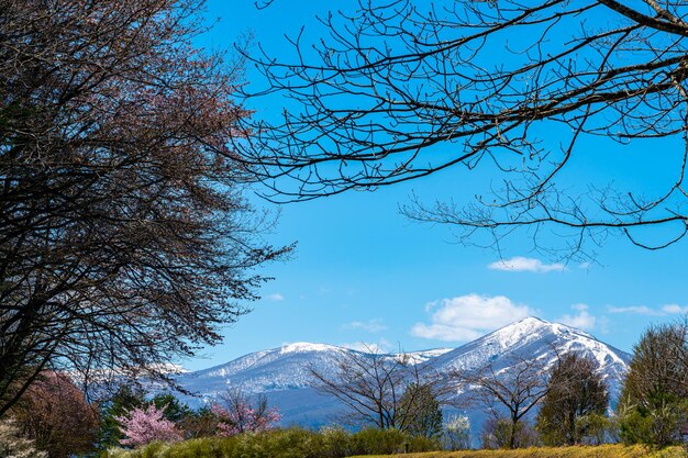 Bellezza natura vista catena montuosa innevata nella foresta di sfondo e prati verdi in primo piano