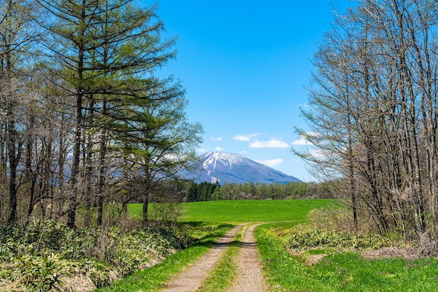 Bellezza natura vista catena montuosa innevata nella foresta di sfondo e prati verdi