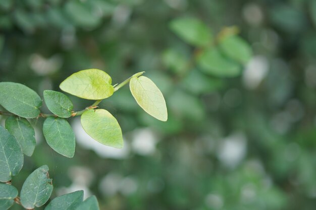 Bellezza naturale del fondo verde della foglia