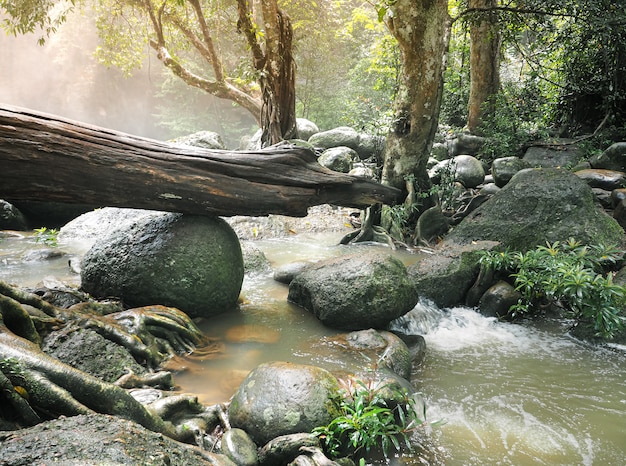 Bellezza naturale della foresta tropicale in Tailandia.