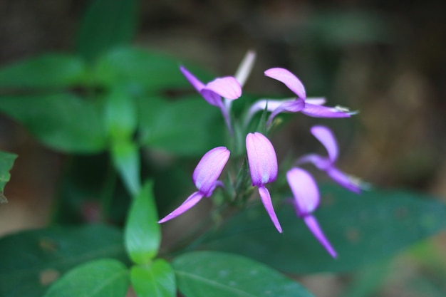 Bellezza nella natura