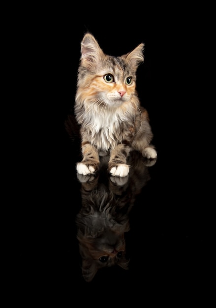 Bellezza. Piccolo gatto multicolore della foresta siberiana, gattino isolato su sfondo nero per studio. Servizio fotografico in studio. Concetto di movimento, azione, amore per gli animali domestici, grazia animale. Sembra felice, felice. Copyspace.