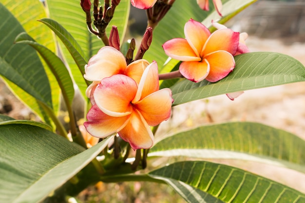 Bellezza rosa plumeria floreale