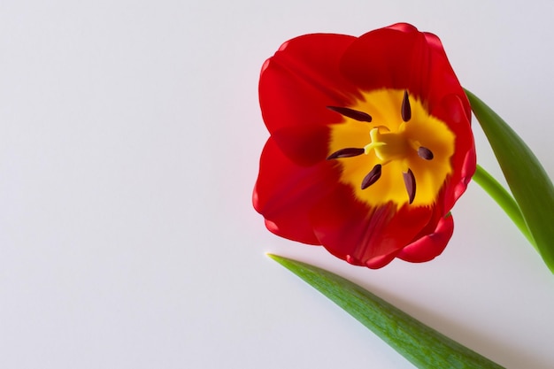 Bellezza rossa del tulipano su Pape in bianco