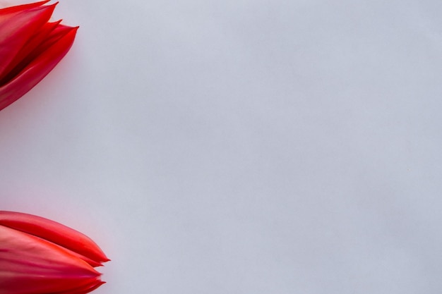 Bellezza rossa del tulipano su Pape in bianco