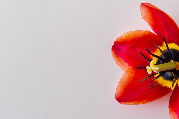 Bellezza rossa del tulipano su Pape in bianco