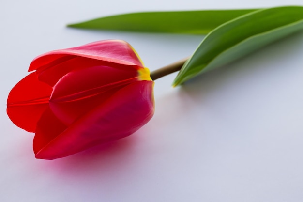 Bellezza rossa del tulipano su Pape in bianco